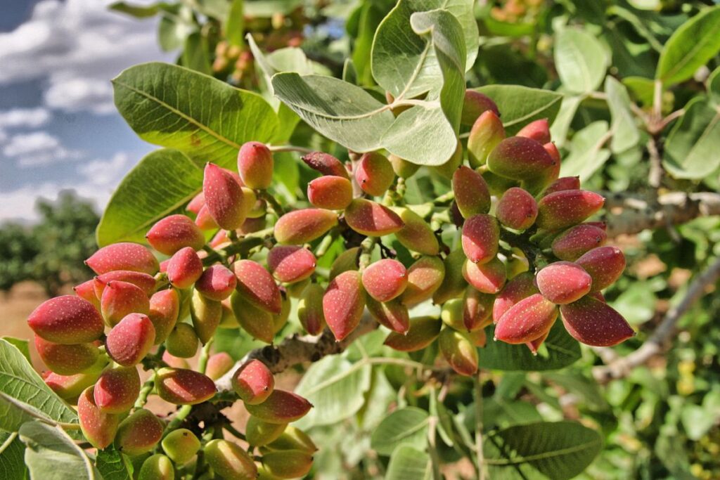 crema di pistacchio: pianta del pistacchio
