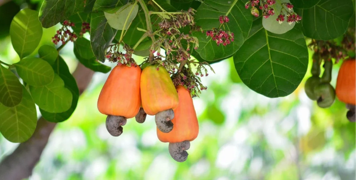 Frutto dell'anacardo bio