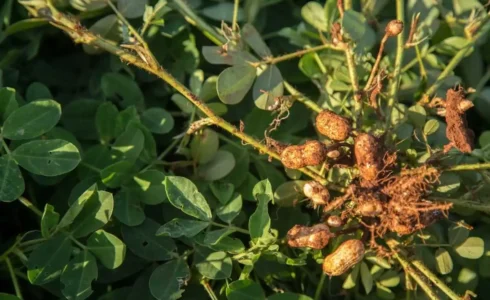 Arachidi bio: proprietà, gusto e crema 100%